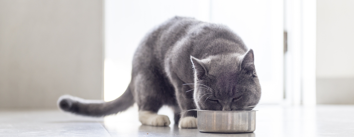 Makanan Sehat Kucing Cara Memilih Yang Terbaik Untuk Kucing Anda